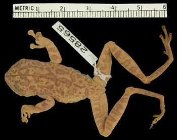 Media type: image;   Herpetology A-28565 Aspect: dorsal
